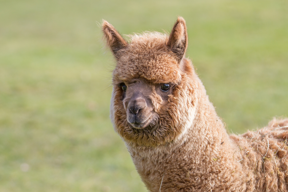 Mid Atlantic Alpaca Association Alpaca Jubilee Show April 20th